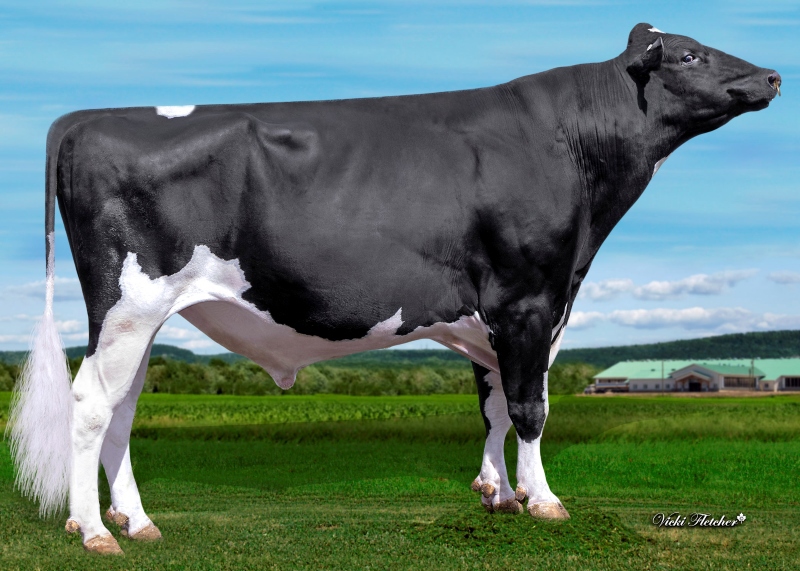 DYNASTY — 799HO00045